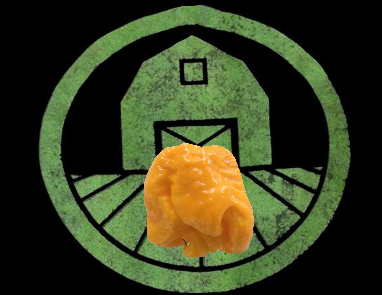 10+ Yellow 7 Pot Lava Pepper seeds – Hot organic chile, chili