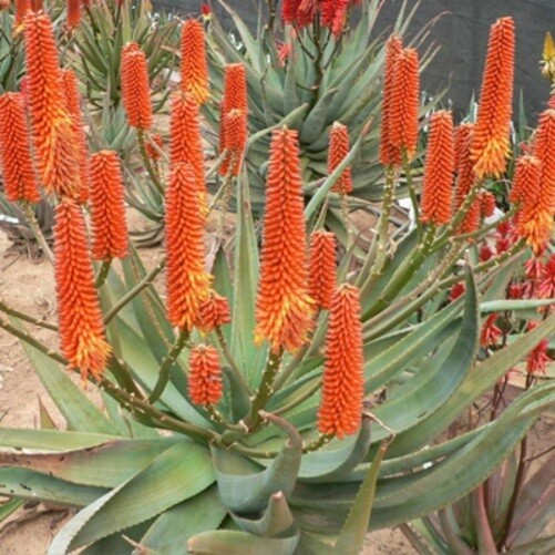 Aloe Tangerine HYBRID arborescensXferox INTENSE BLOOMS STARTER Plants 4″-6″ Tall