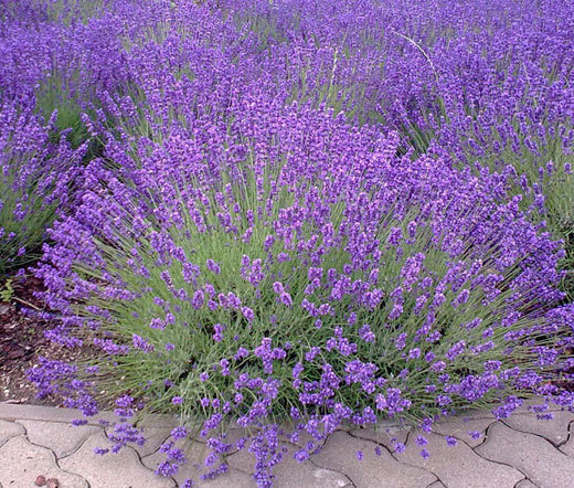 ENGLISH LAVENDER Lavandula Angustifolia – 1,000 Bulk Seeds