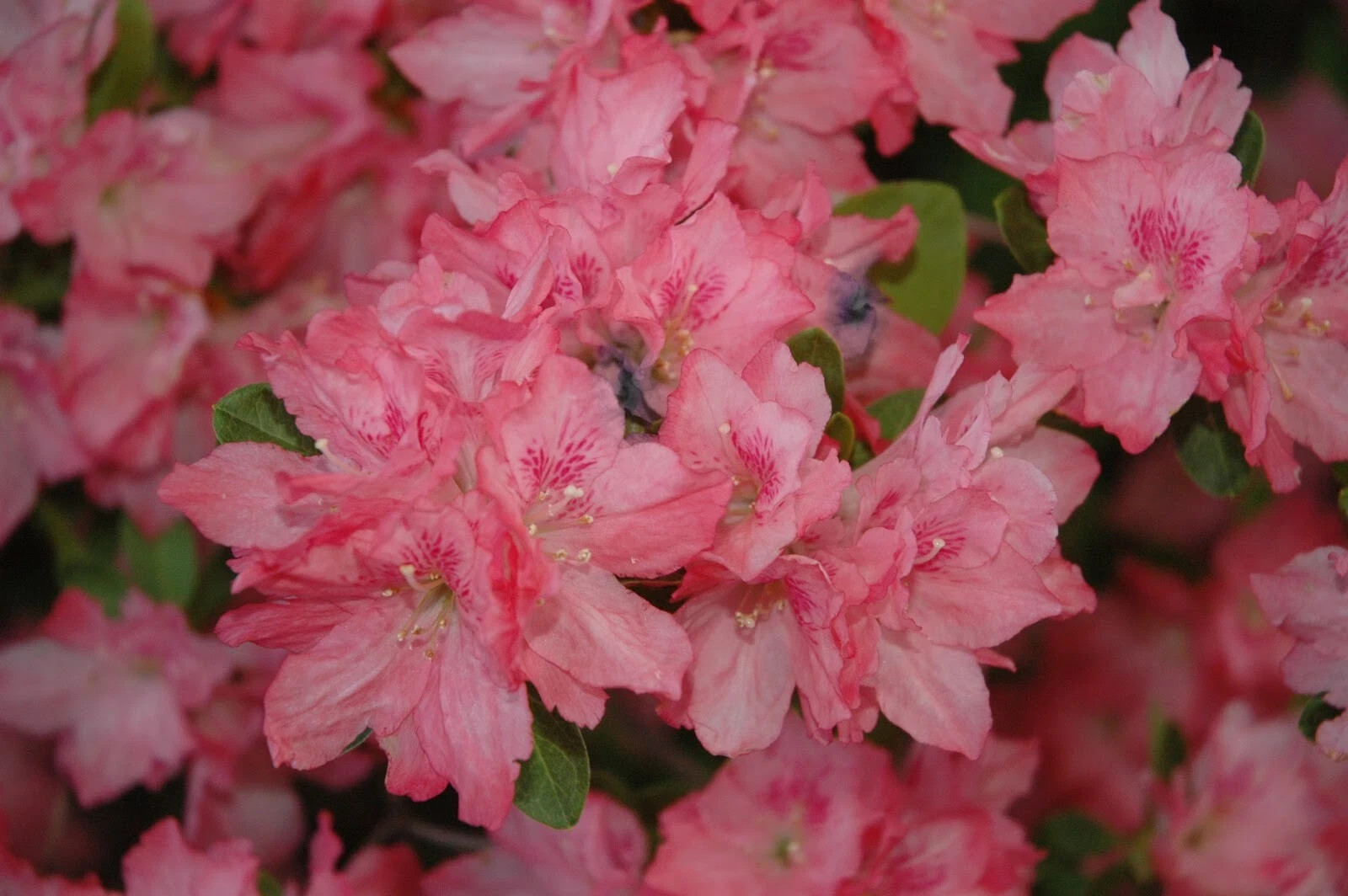 ~HAMPTON BEAUTY~~Azalea Rhododendron Deciduous Starter Plant~~RARE HEAVY BLOOMER