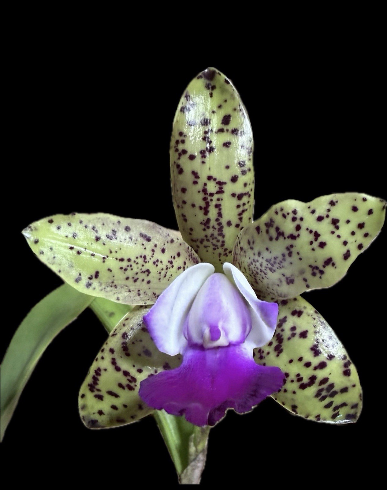 Cattleya Green Emerald Orchid Plant SPOTS! Mini! CUTE!