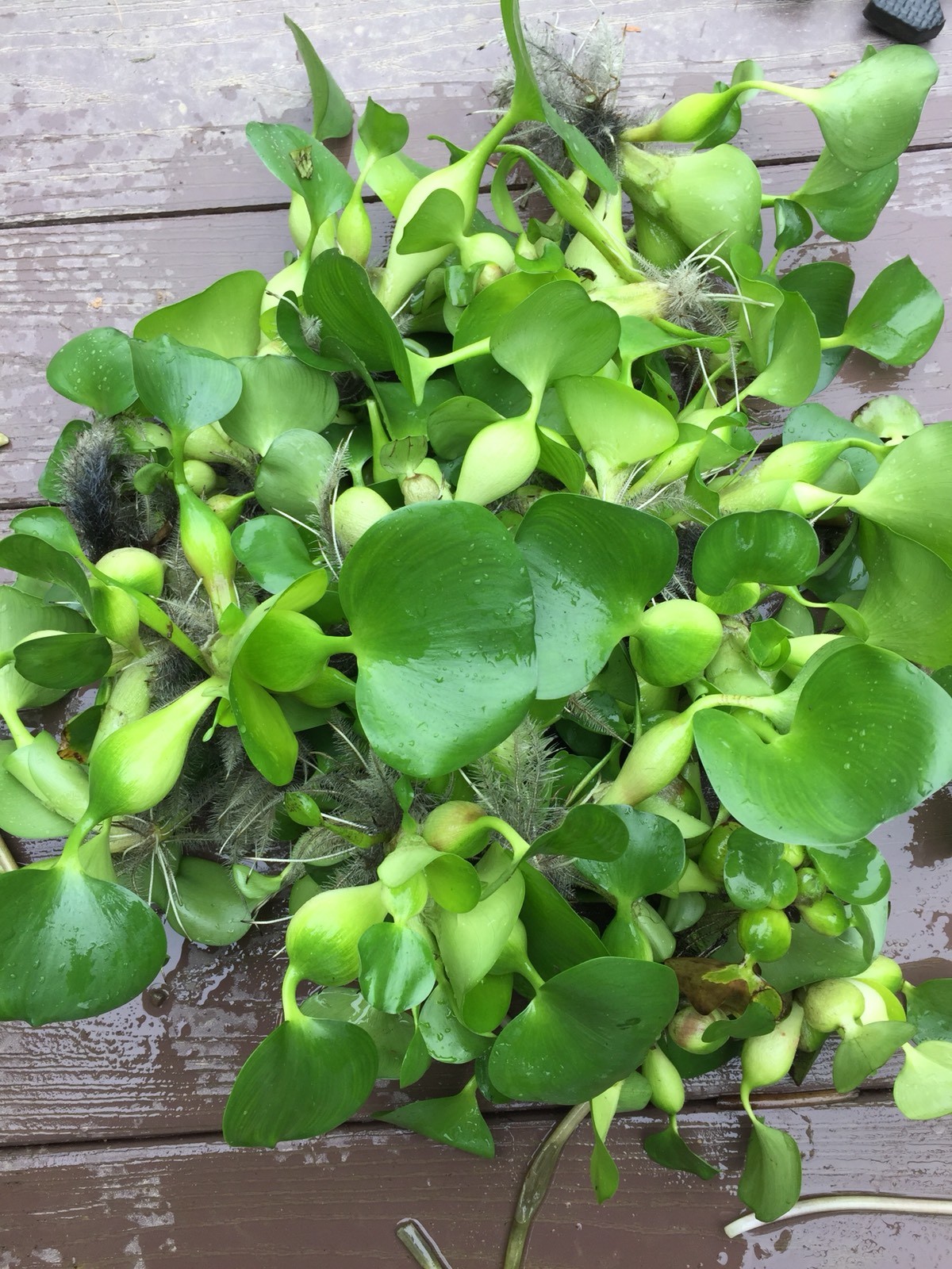 (15) Water Hyacinth Koi Pond Floating Plants Rid Algae Medium – Small 2”-4”