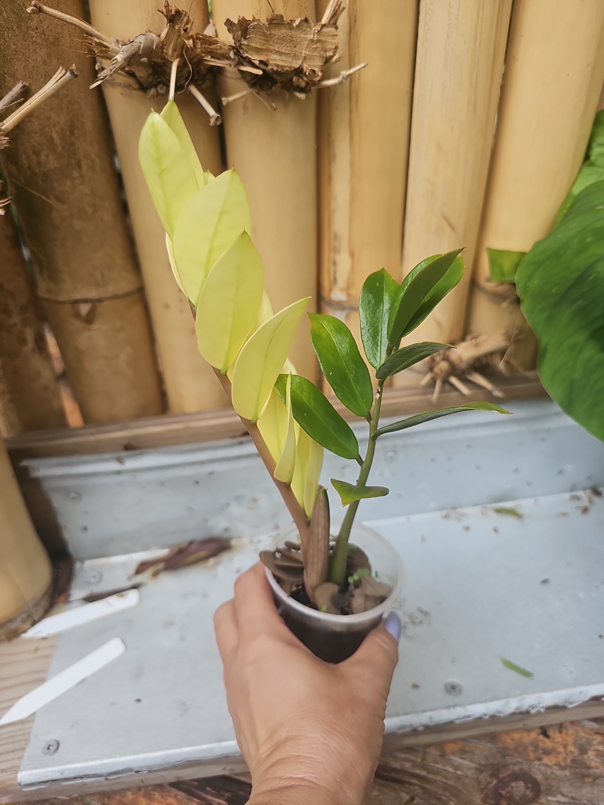 ZZ Plant Chameleon Zamioculcas zamiifolia Rare Color Changing Variegated 3″ Pot