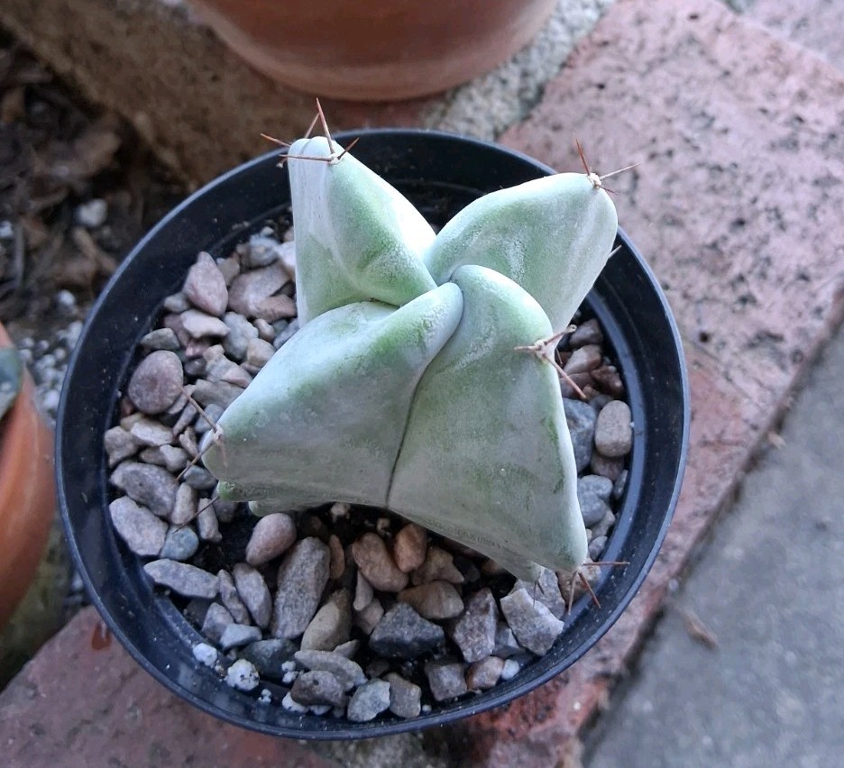 Stenocereus Pruinosis SPIRAL Gray Ghost Cactus Ships In A 4″ Pot!