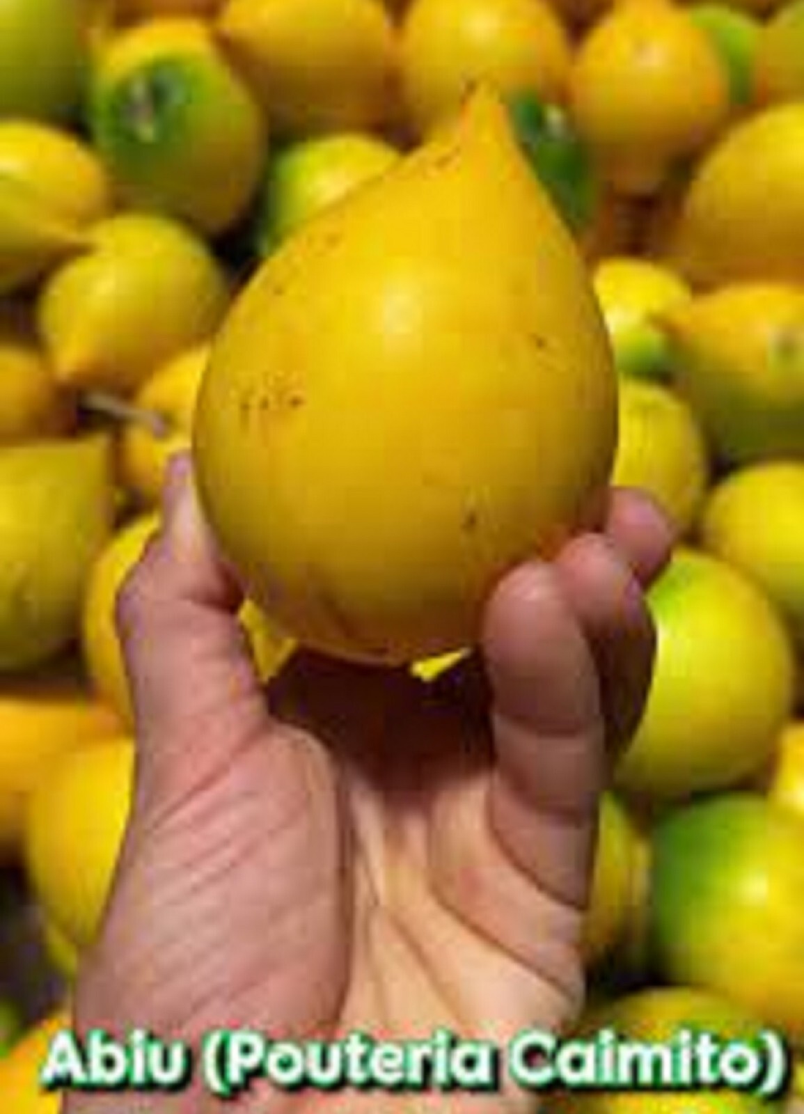 ~Abiu~ Pouteria caimito THE EMPEROR’S GOLDEN FRUIT TREE 1-2ft from Hawaii