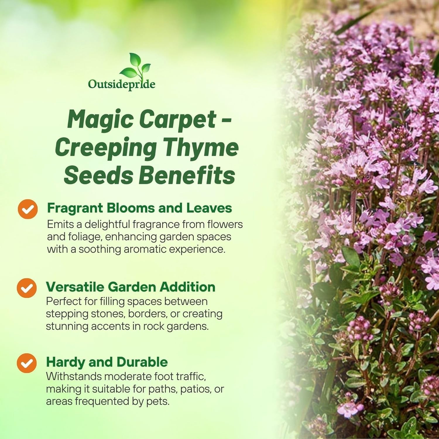 500 Pack of GMO-Free Magic Carpet Creeping Thyme Seeds for Vibrant Landscapes