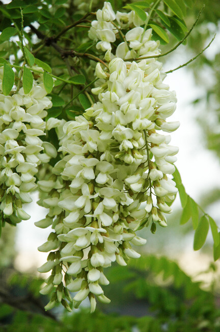 Robinia Pseudoacacia Tree 150 Seeds Fragrant Cold Hardy Black Locust