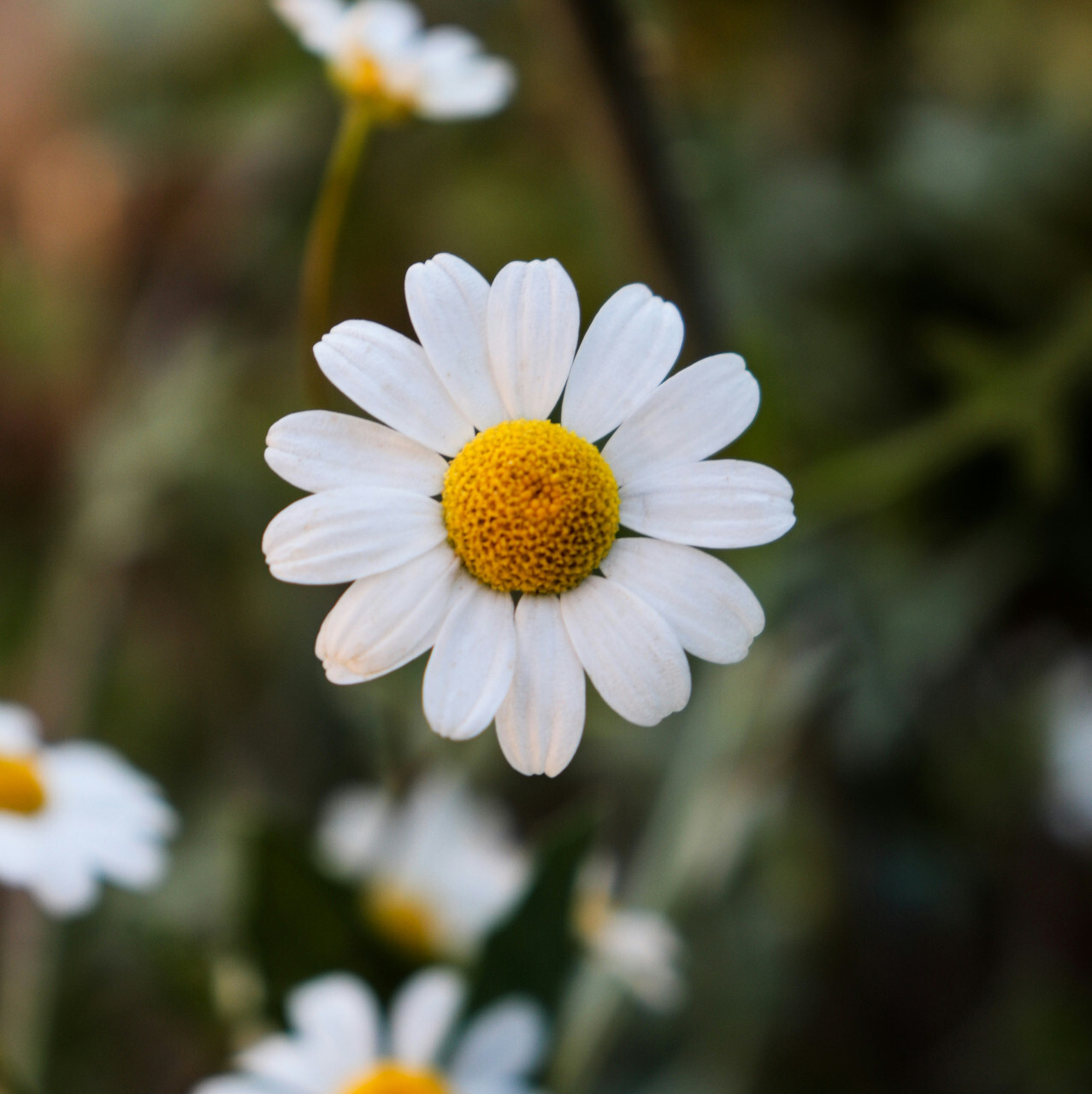 100+ German Chamomile Seeds, Medicinal Flowering Herb White, Free Shipping