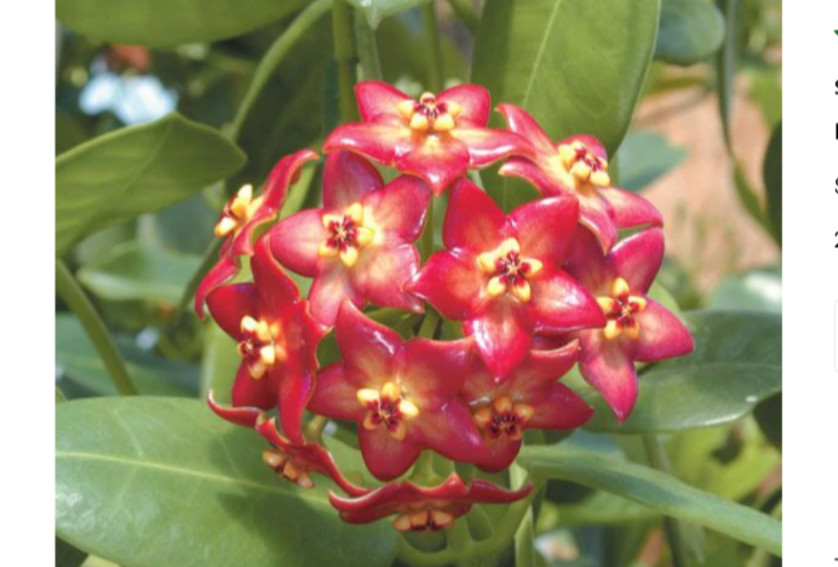 Hoya Affinis red wax flower fast growing easy two plants in pot