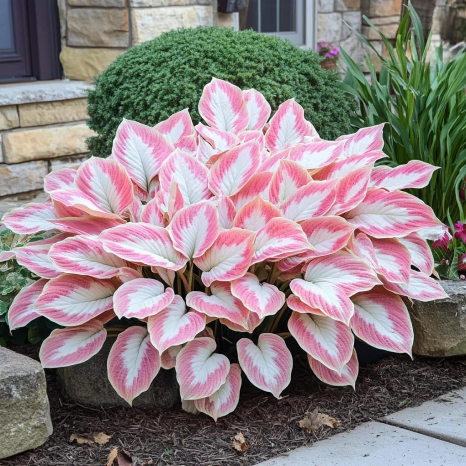 200+ Hosta Seeds Perennial Hosta Seeds for Planting Outdoor Garden Attract Po…
