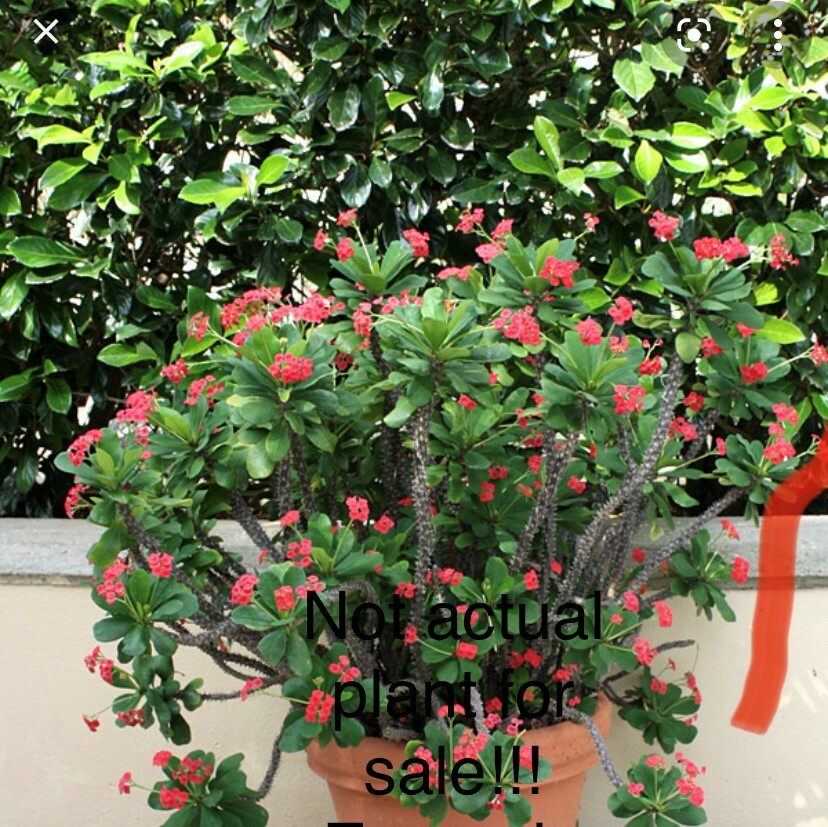*SRI SANGTHONG*Crown Of Thorns-Euphorbia Milii*CHRIST PLANT**STARTER PLANT