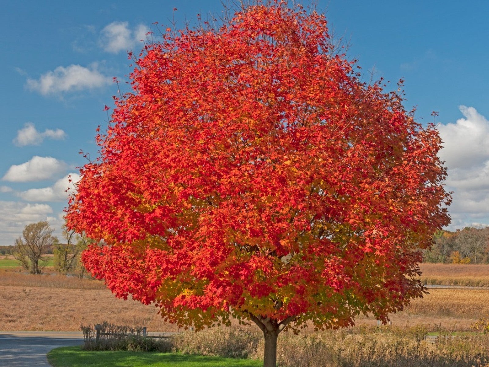 3 Red Maple Tree 12-24″ Acer rubrum Bare Root