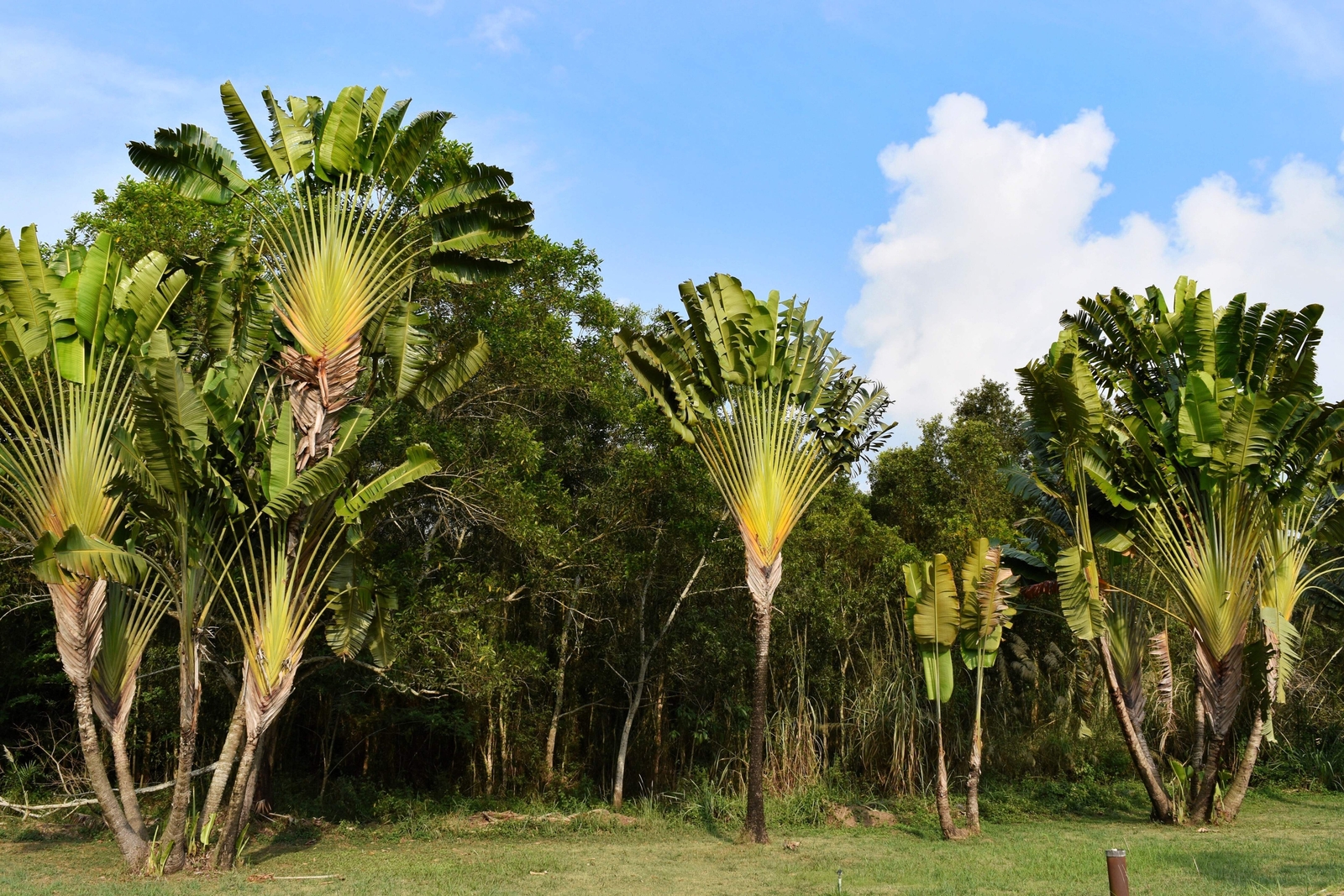 10 TRAVELLER’S PALM TREE Ravenala Madagascariensis Flower Houseplant Seeds