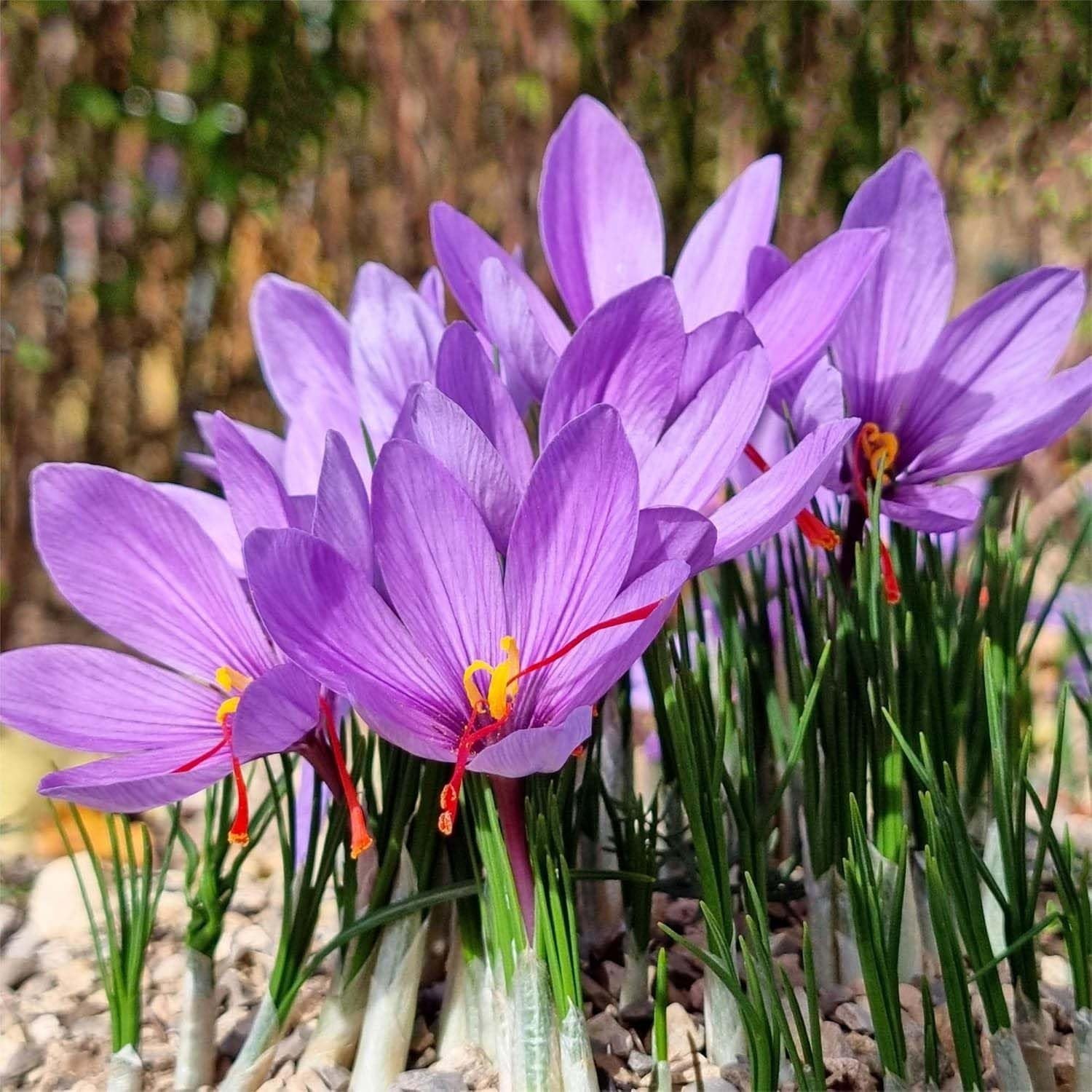 3 Saffron Sativus Crocus Corms – Huge 10+ Cm Corms for Planting – Saffron Crocus