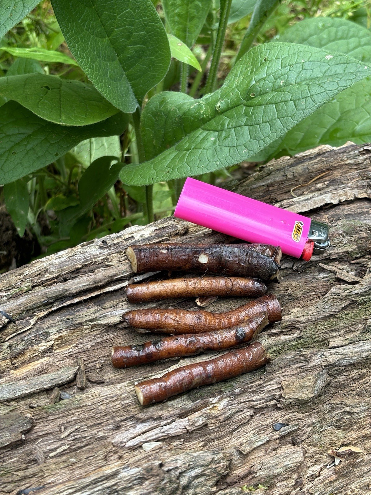 Bocking 14 Comfrey Root Cuttings 5 Large Fresh Roots Permaculture Garden