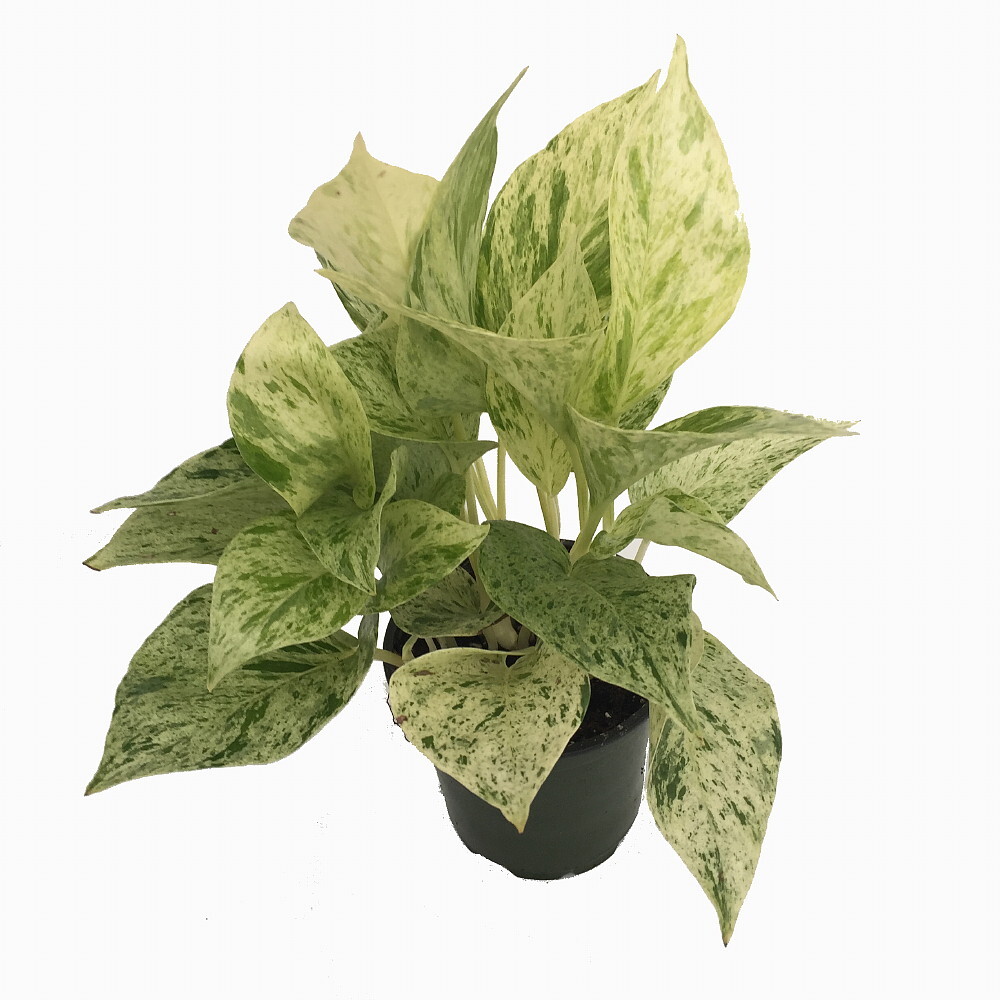 Marble Queen Devil’s Ivy – Pothos – Epipremnum – 4″ Pot – Easy to Grow