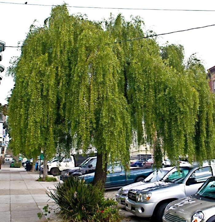 Mayten “Weeping Green Shower” Tree Seeds (Maytenus boaria) Rare Willow Like