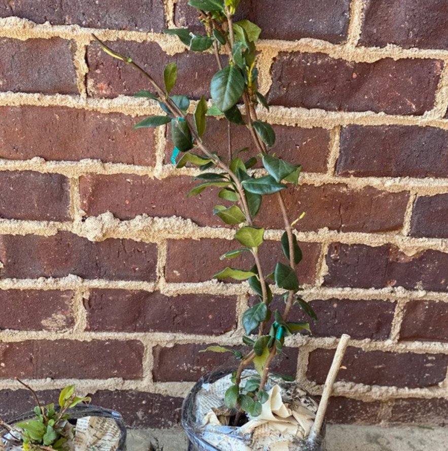 Star Jasmine Vine Live Plant – 1 Gallon Pot – Fragrant White Flowering Vine