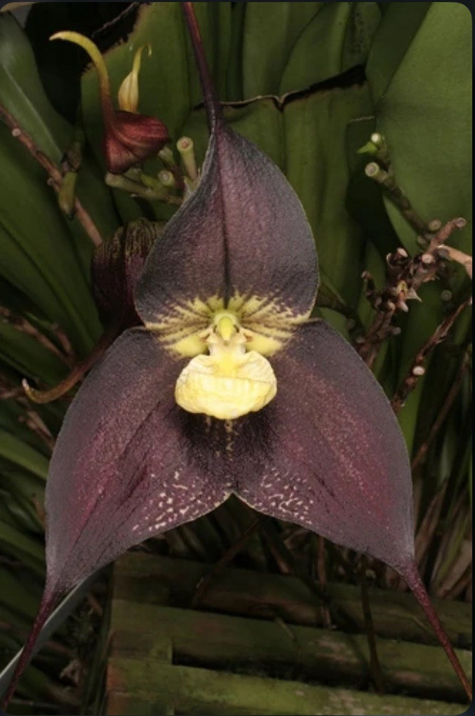 Dracula ubangina ‘Juan’ Black Orchid Species Bloom Size Division 1.5-2” Pot