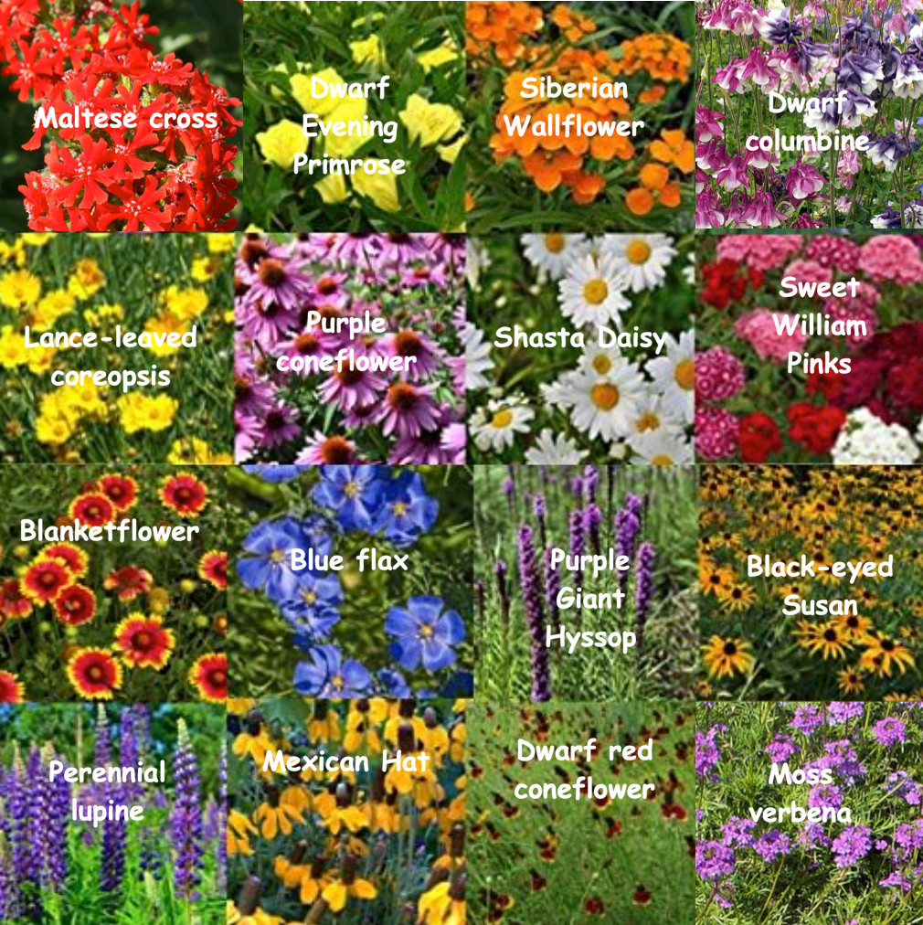 All Perennial Wildflower Heirloom Seed Mix 1/4 lb Bulk Variety Fast Sprouting