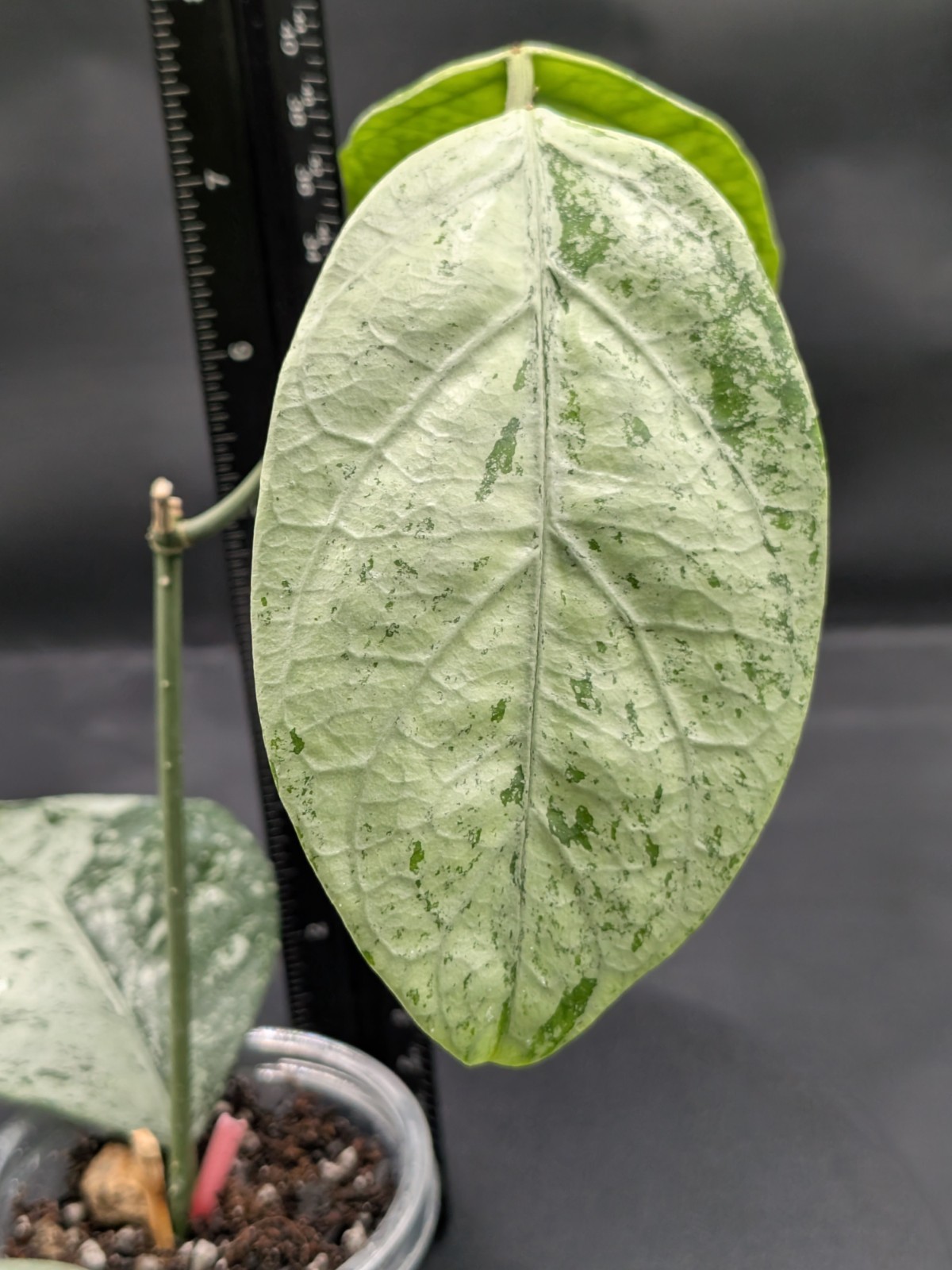 Hoya Coriacea Silver- Well Rooted With Active New Growth- Large Leaf, Silver!