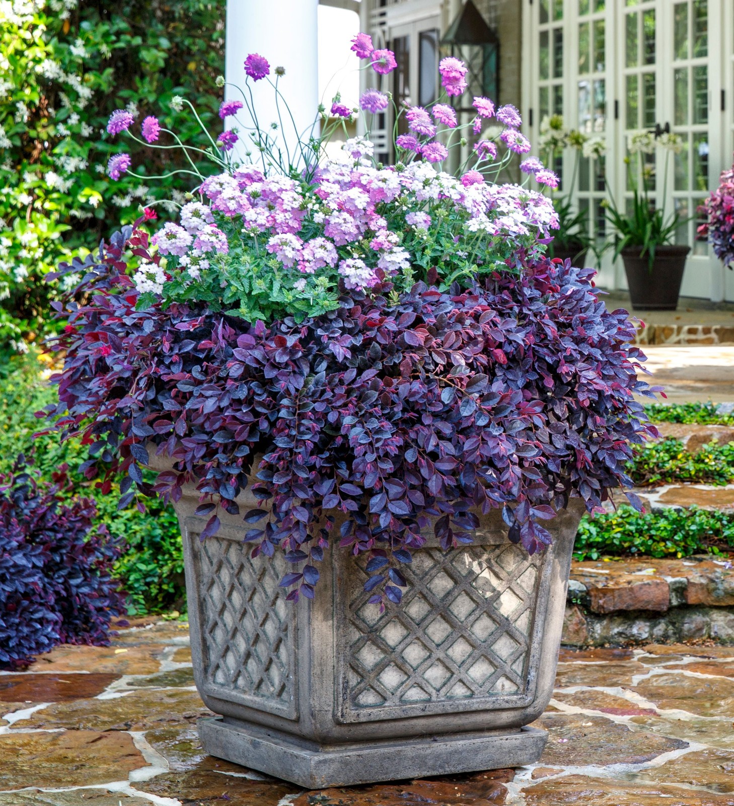 Purple Daydream Loropetalum Live Shrub in 2.5-Quart Grower Pot