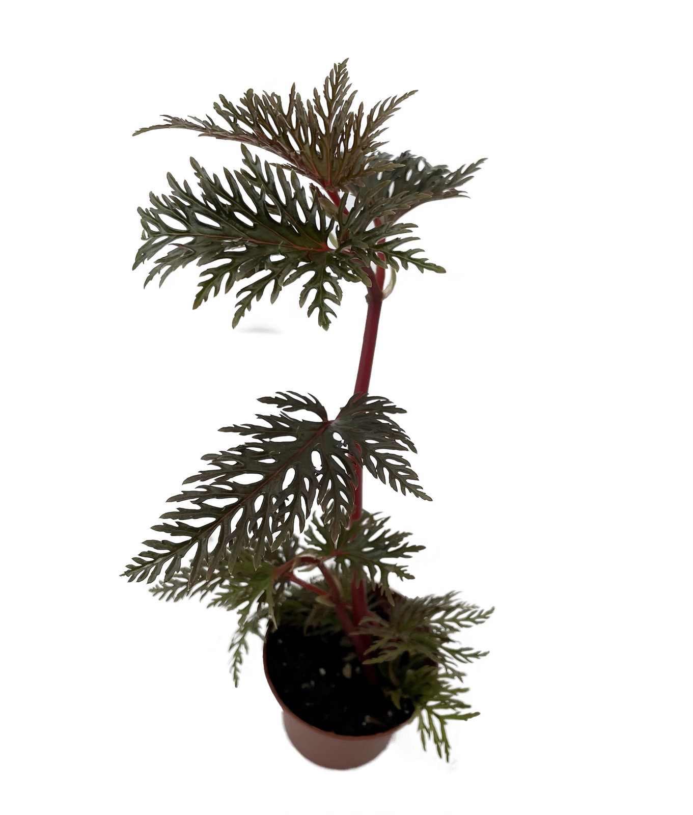 Begonia Bipinnatifida / Fern Leaf Begonia -2″ Pot- House Plant or Terrarium
