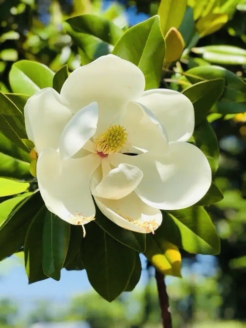 1 LIVE PLANT SOUTHERN MAGNOLIA BEST GIFT LIVE PLANT GUARANTEED