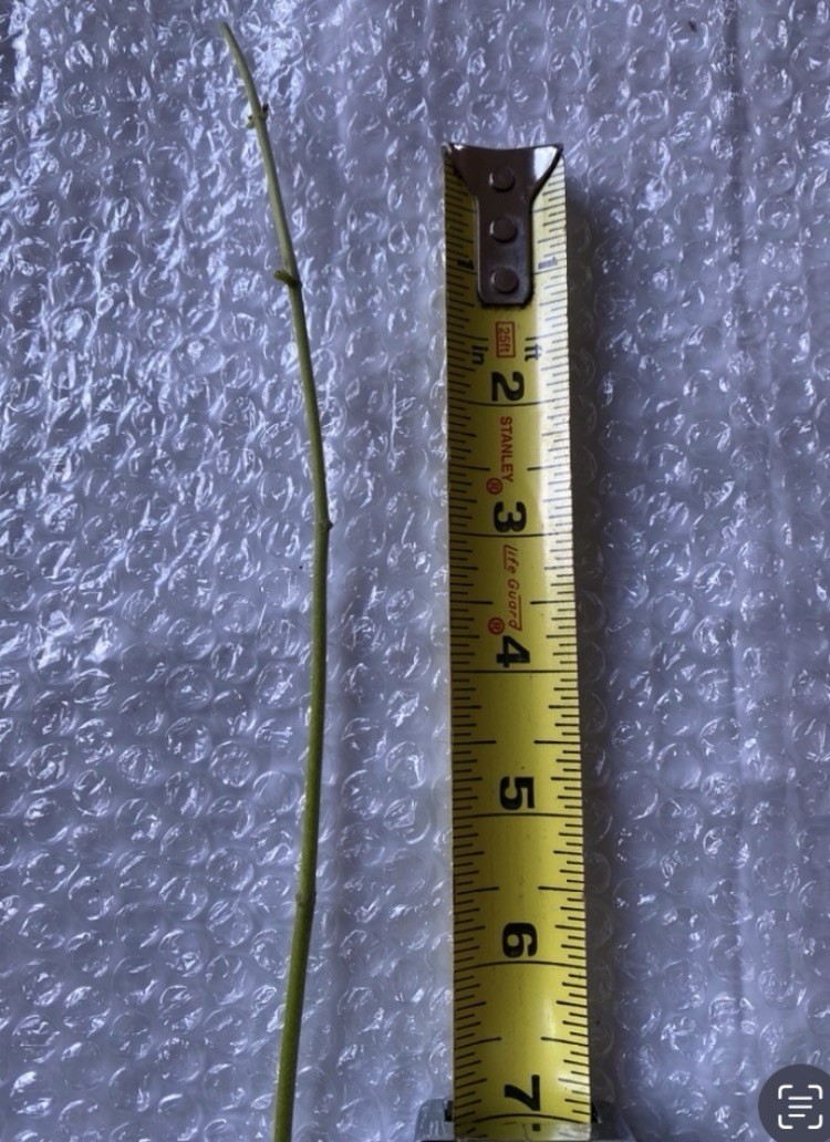Chromolaena Odorata/Jack In TheBush 15 Cuttings 5 to 7 Inches. No Soil/no roots