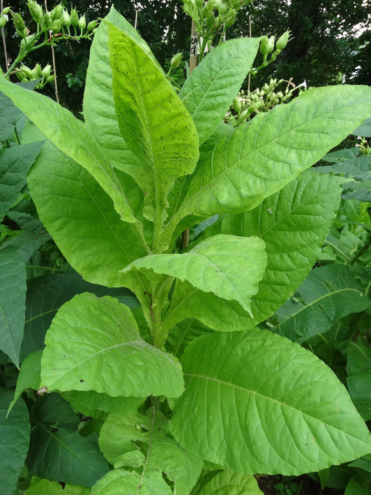 African Red HIGH NICOTINE Tobacco 1000+ seeds 0.1gr How to Grow Incl. 2023 Crop