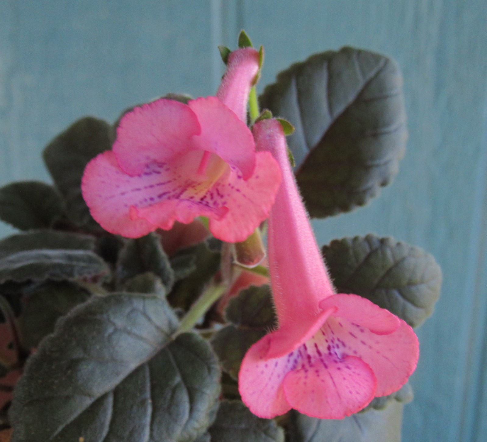 Sinningia ‘Iris Walker’ – IR #6983