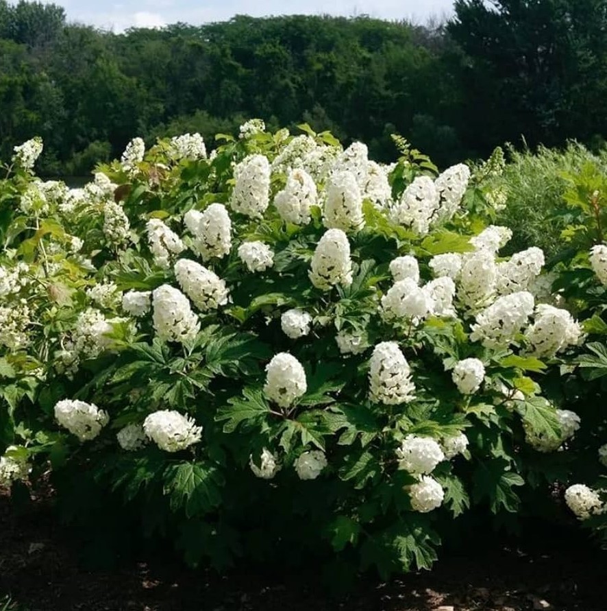 Oakleaf Hydrangea Live Plant – 5-8″ Tall – 4″ Pot – White Flowers – Zones 5-9