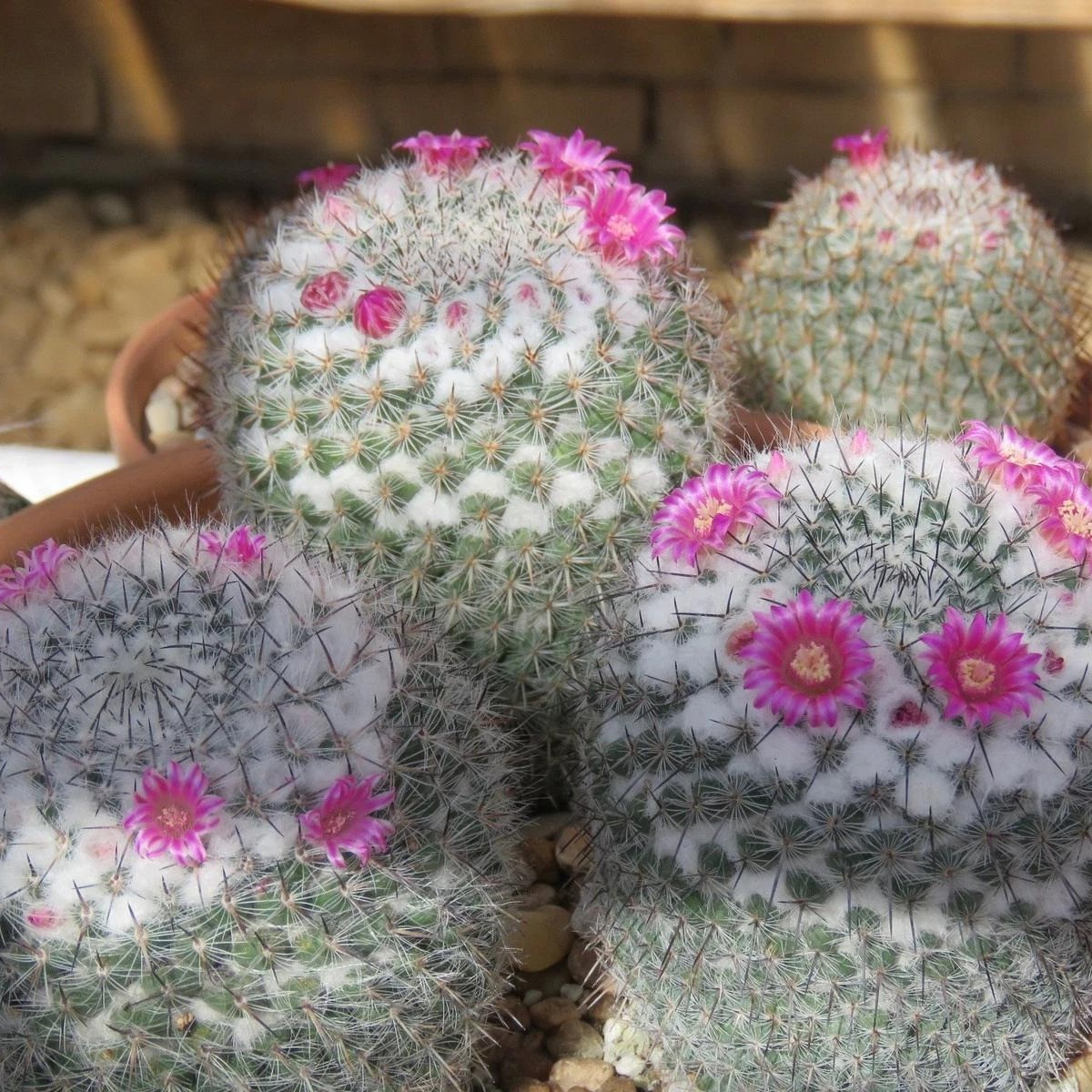 Mammillaria hahniana Old Lady Cactus Cactiand exotica Rare Succulent Plant
