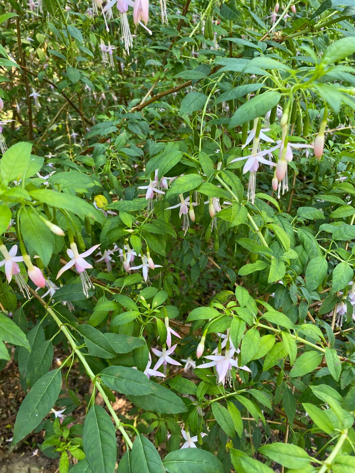 Fuchsia magellanica v. molinae | Maidens Blush | 50 seeds