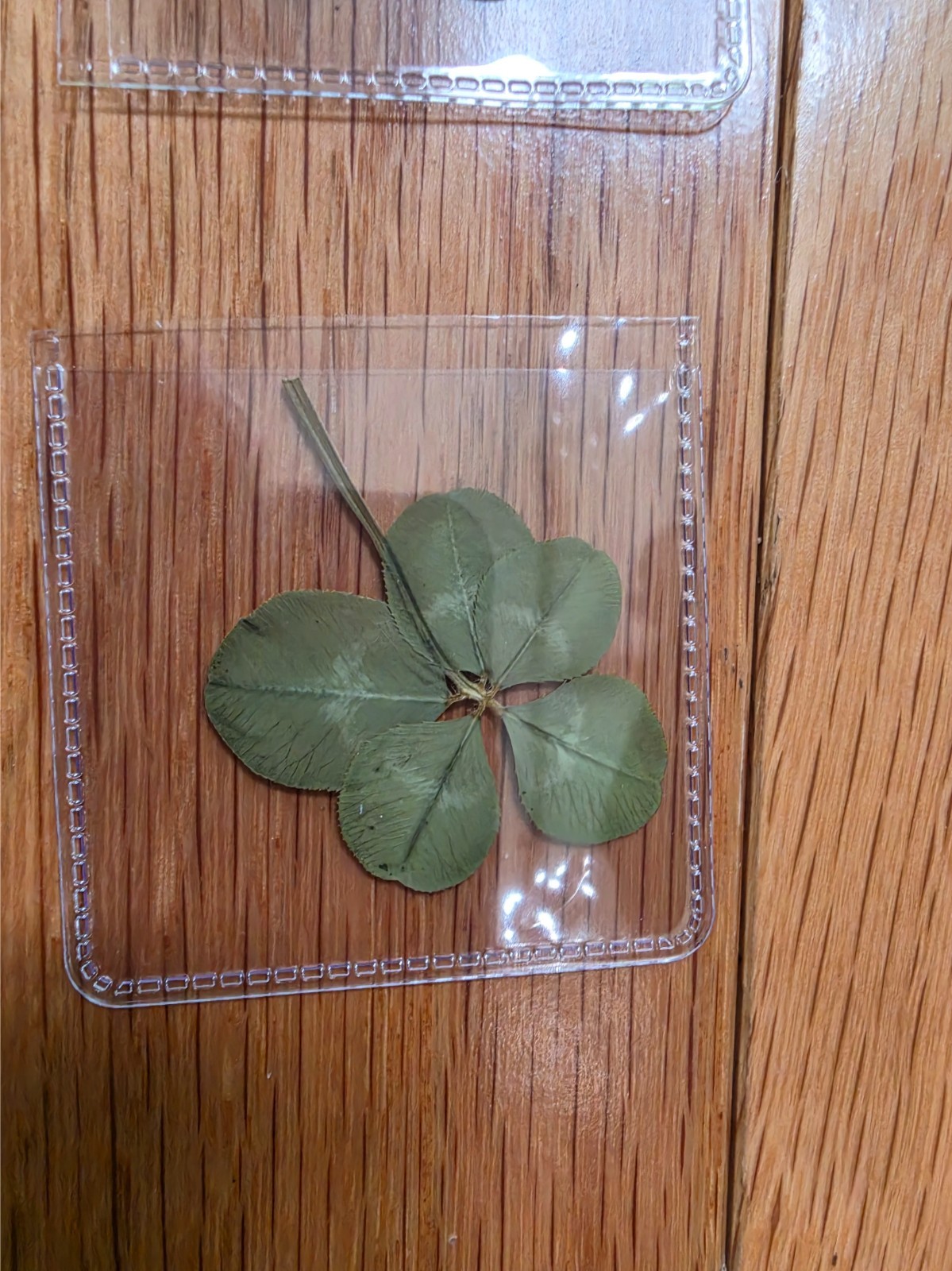 🍀RARE REAL 6 Leaf Clover 🍀NO JOKE 🍀 Hand picked – GREAT Gift – LUCKY 🤩