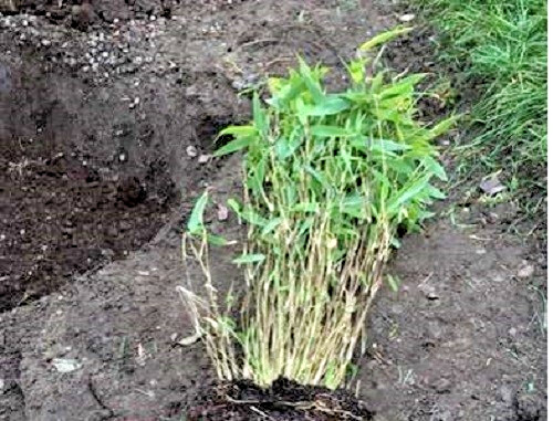 clumping bamboo plant 36 in. 1 gallon .grows fast!