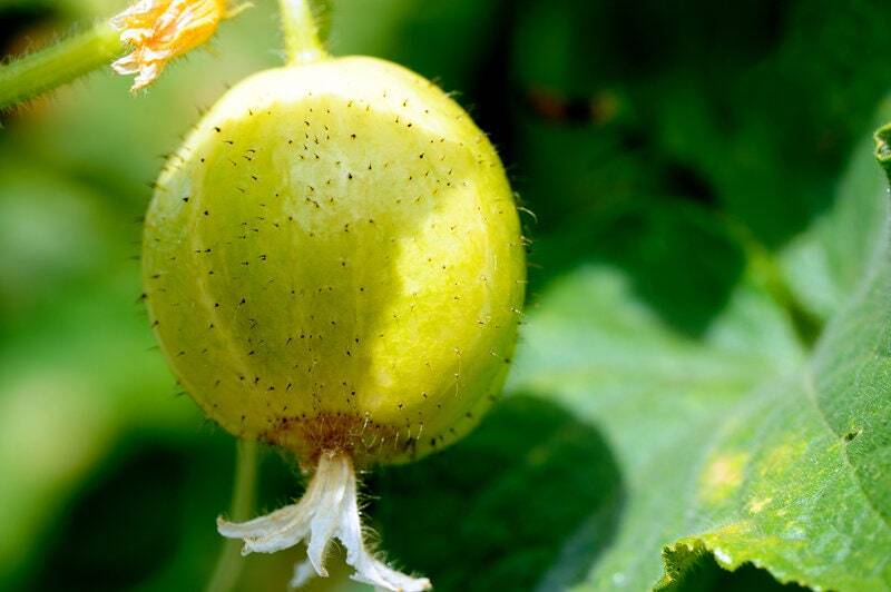 Lemon Cucumber Seeds
