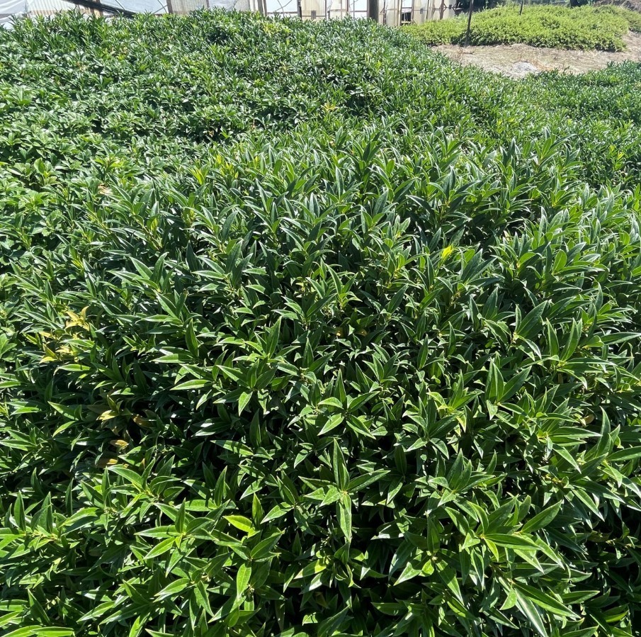 6 Sarcococca Hookeriana Var. Humilis Live Plants – 9″ Tall – Dwarf – Zones 6-9