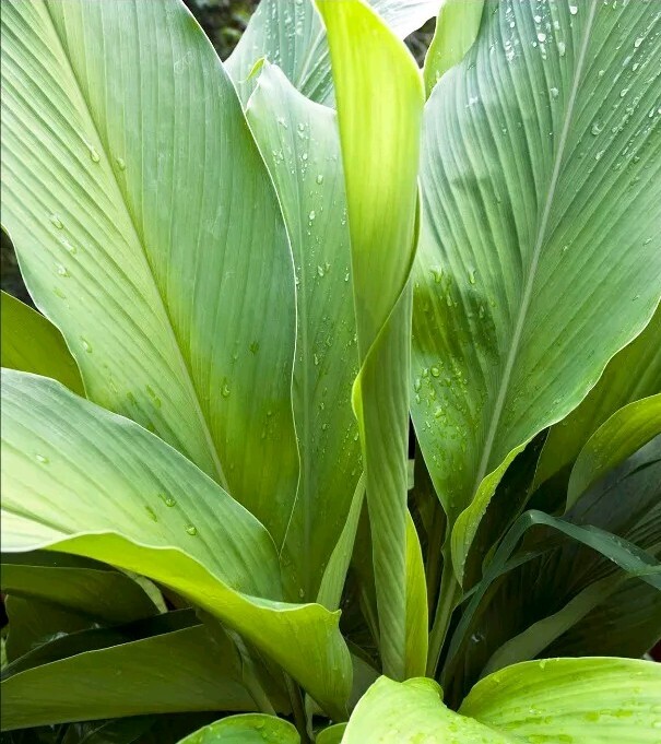 Organic Yellow Turmeric 黄姜 Ginger Rooted Bulbs – Live Edible Plant Ready to Grow