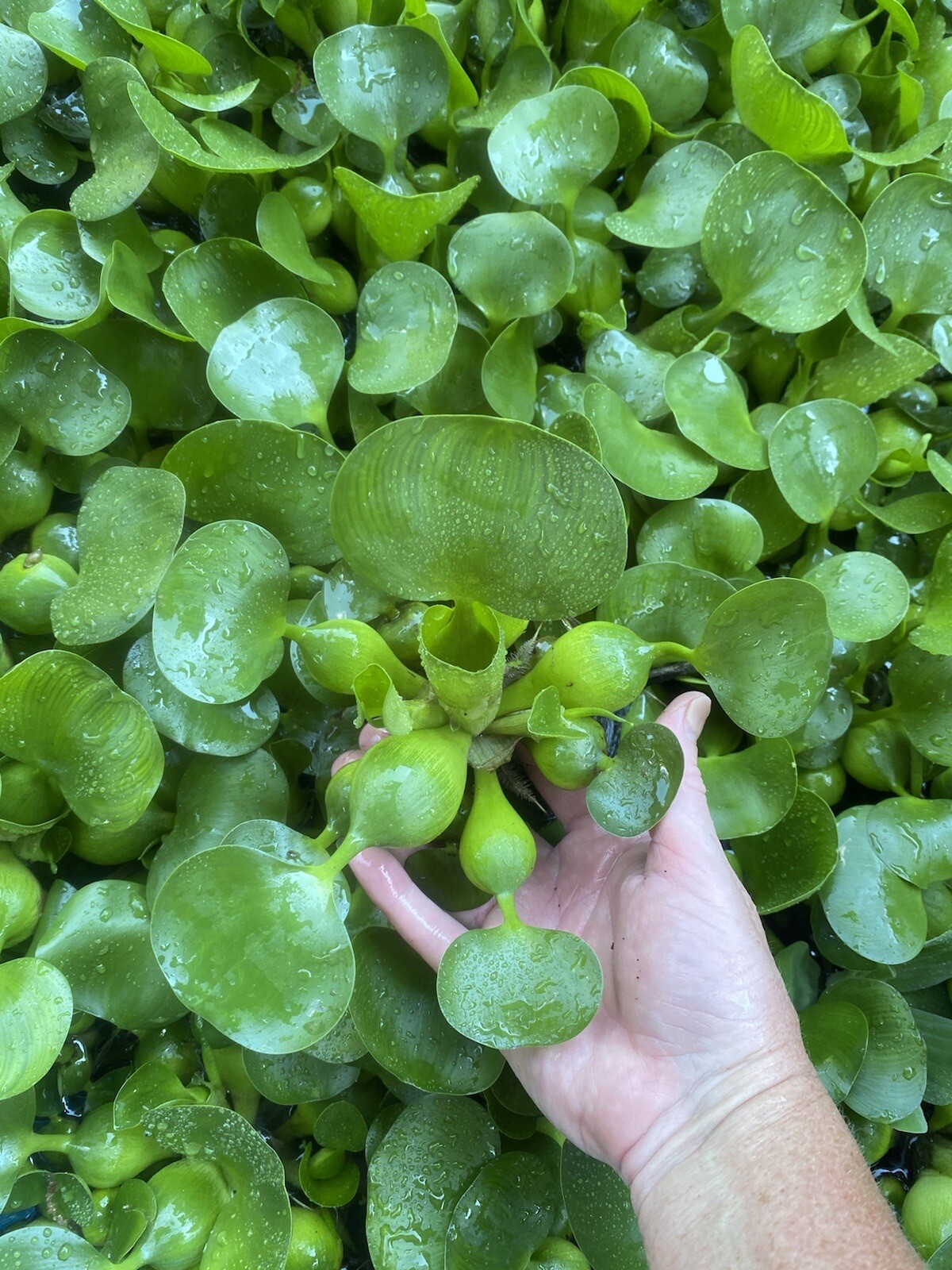 SPECIAL (6) Water Hyacinth Koi Pond Floating Plants Algae 5” BLOOMS July-Oct