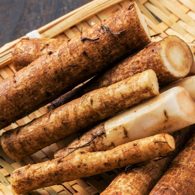 Early Watanabe Burdock Seeds |Articum Lappa Gobo 牛蒡 우엉 Asian Vegetable Seed 2024