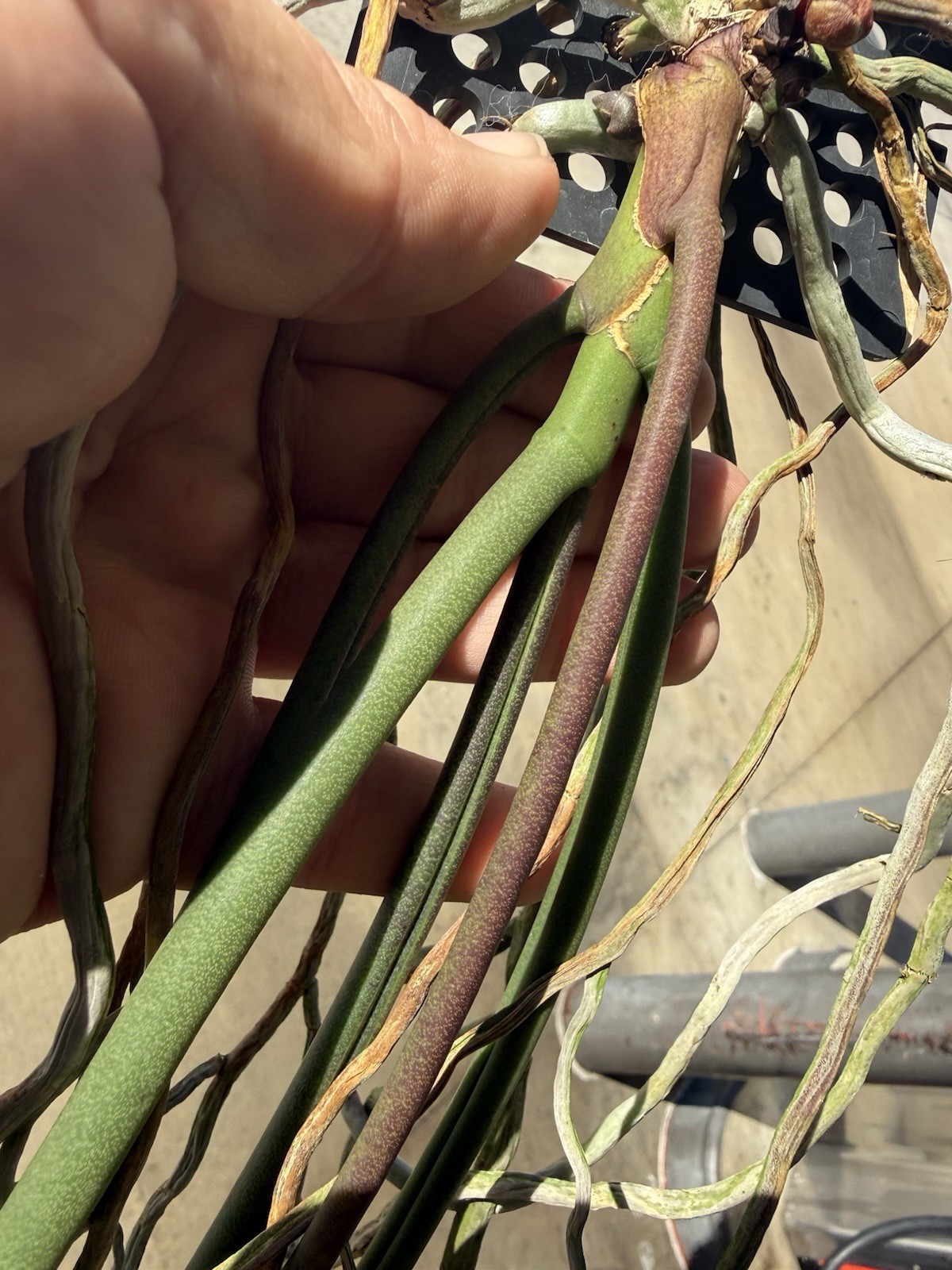 Paraphalaenopsis labukensis Species Orchid Plant RARE 0706
