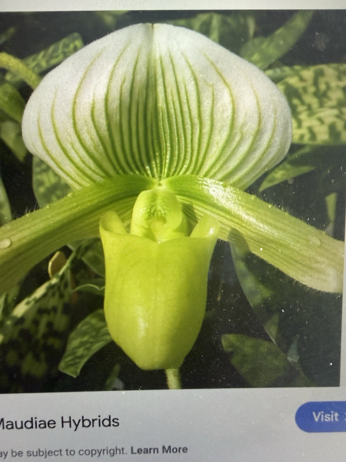 ORCHID PLANT Paph Green /White no bloom 2 in pot