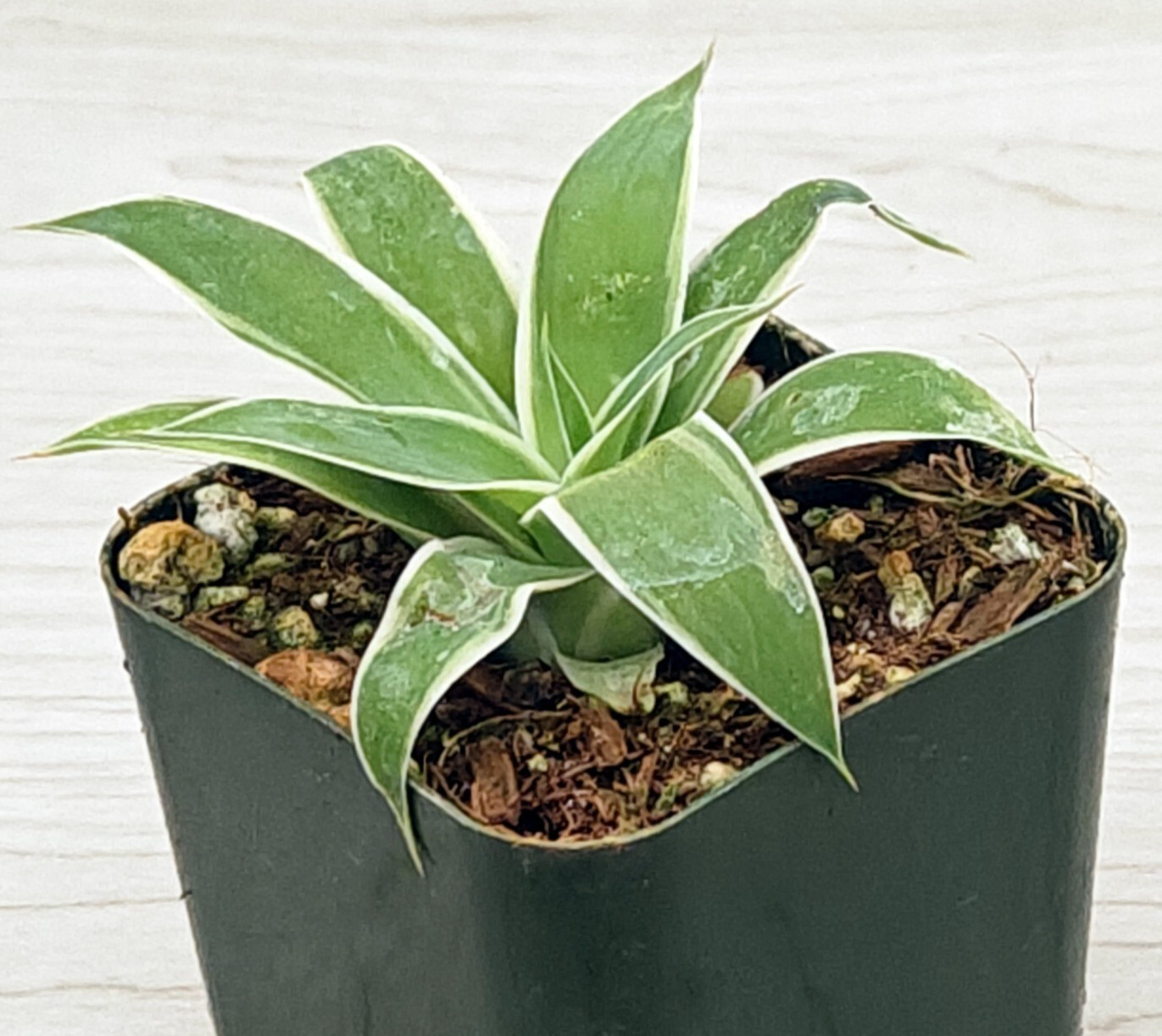Succulent – Agave Attenuate : Ray of Light – Live Plant In 4″ Pot
