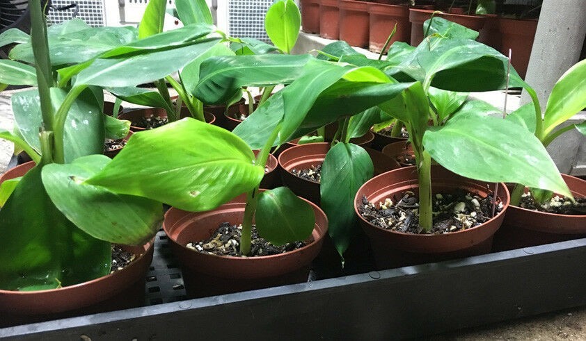 1 Double Mahoi Dwarf Banana Plant Live Starter Plug