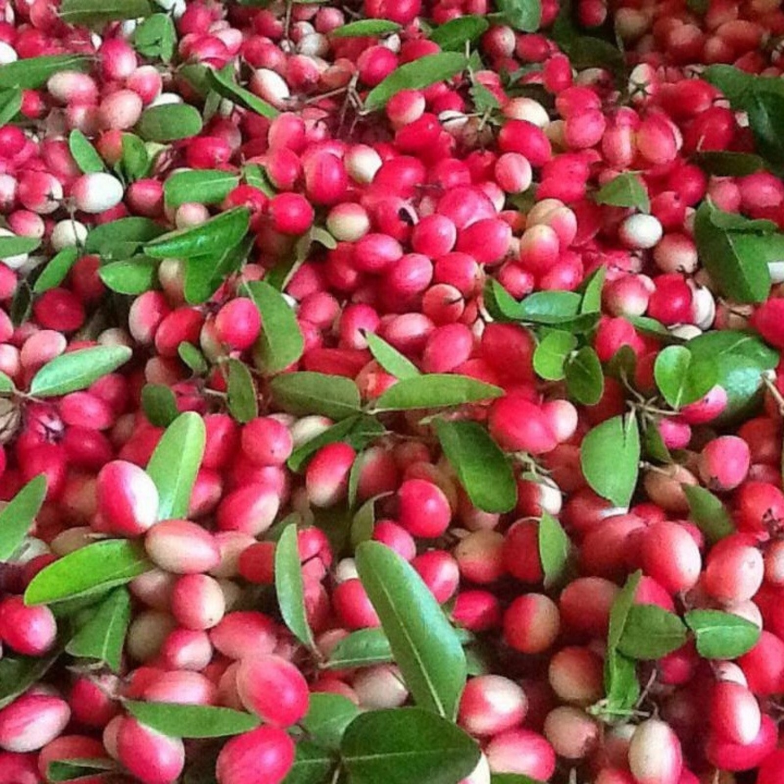 Carissa Carandas 15 Seeds, Edible Fruit Karonda Climbing Medicinal Shrub Tree