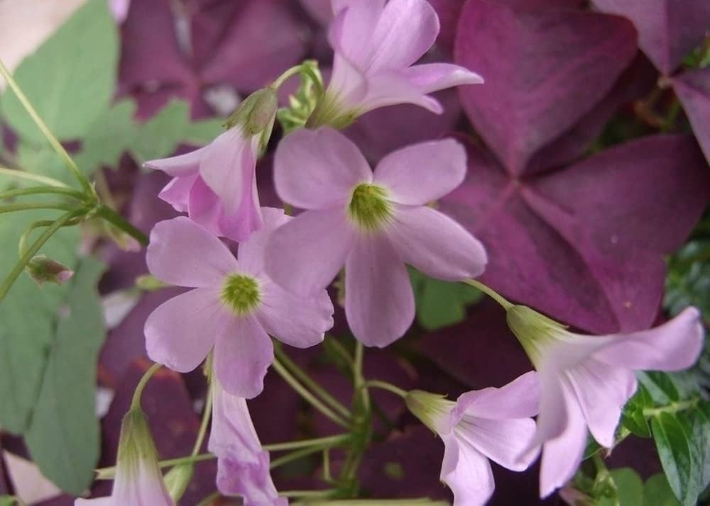 12 Heirloom Purple Shamrocks Bulbs – Easy to Grow for Beginners & Garden Lovers