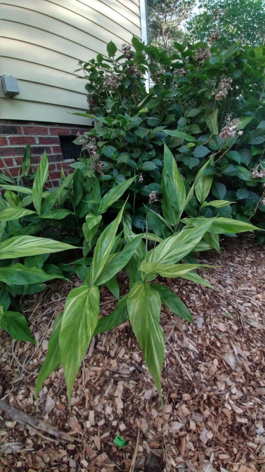 Zingiber Mioga ‘Silver Arrow’ (Variegated)/Variegated Ginger