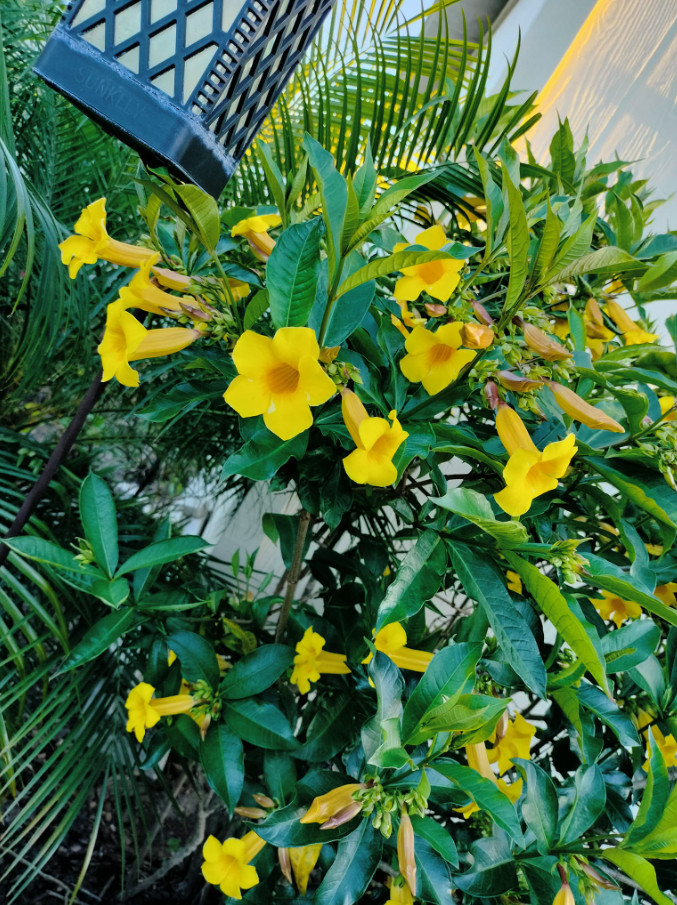 3 Live Brown Bud Allamanda Plants, 4–6″Tall, No Pot, Flowering Perennial Vine