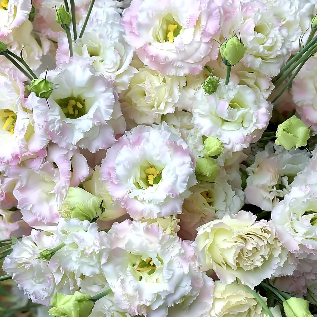 Voyage 2 First Love Lisianthus 25 Seeds | Pale Pink Eustoma Grandiflorum